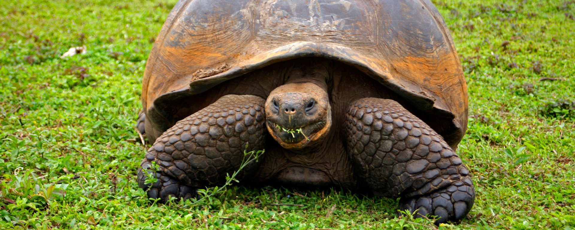 The Galapagos Tortoise in the highlands of Santa Cruz Island, Galapagos, Ecuador
