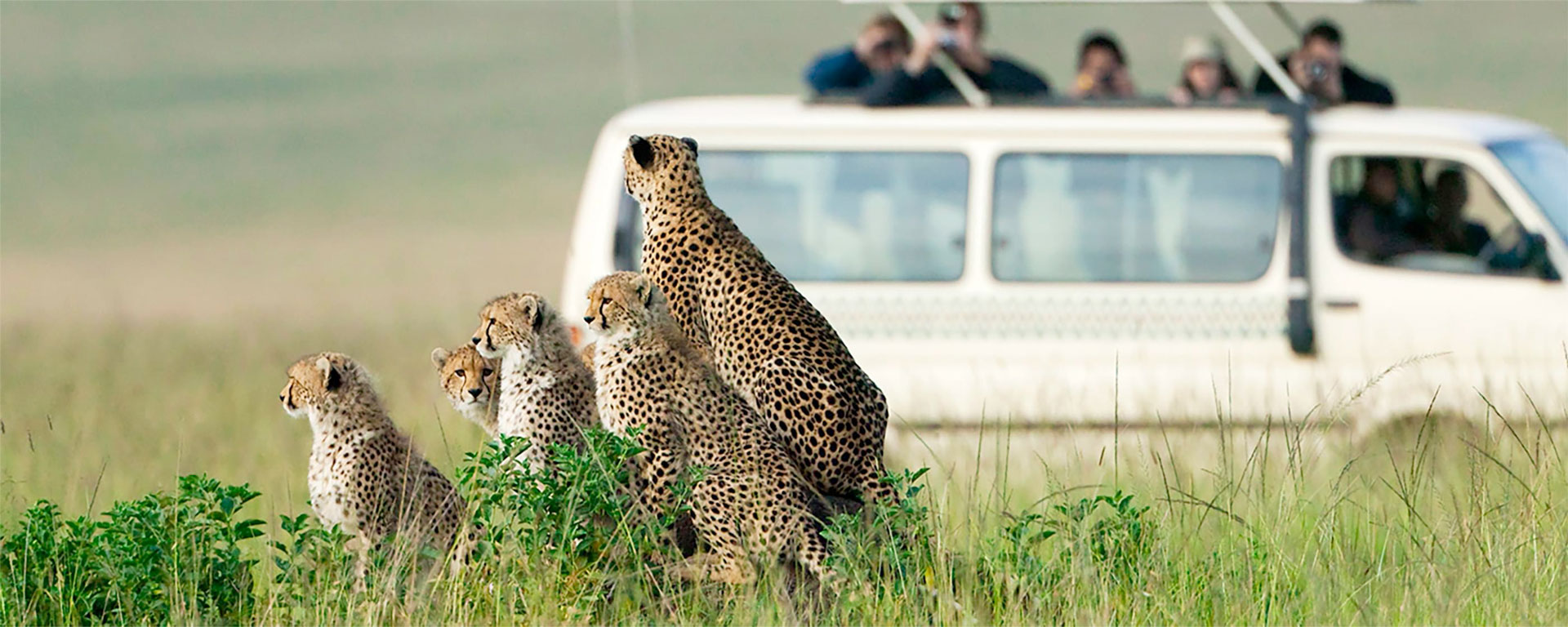 On safari viewing family of cheetahs in Africa.