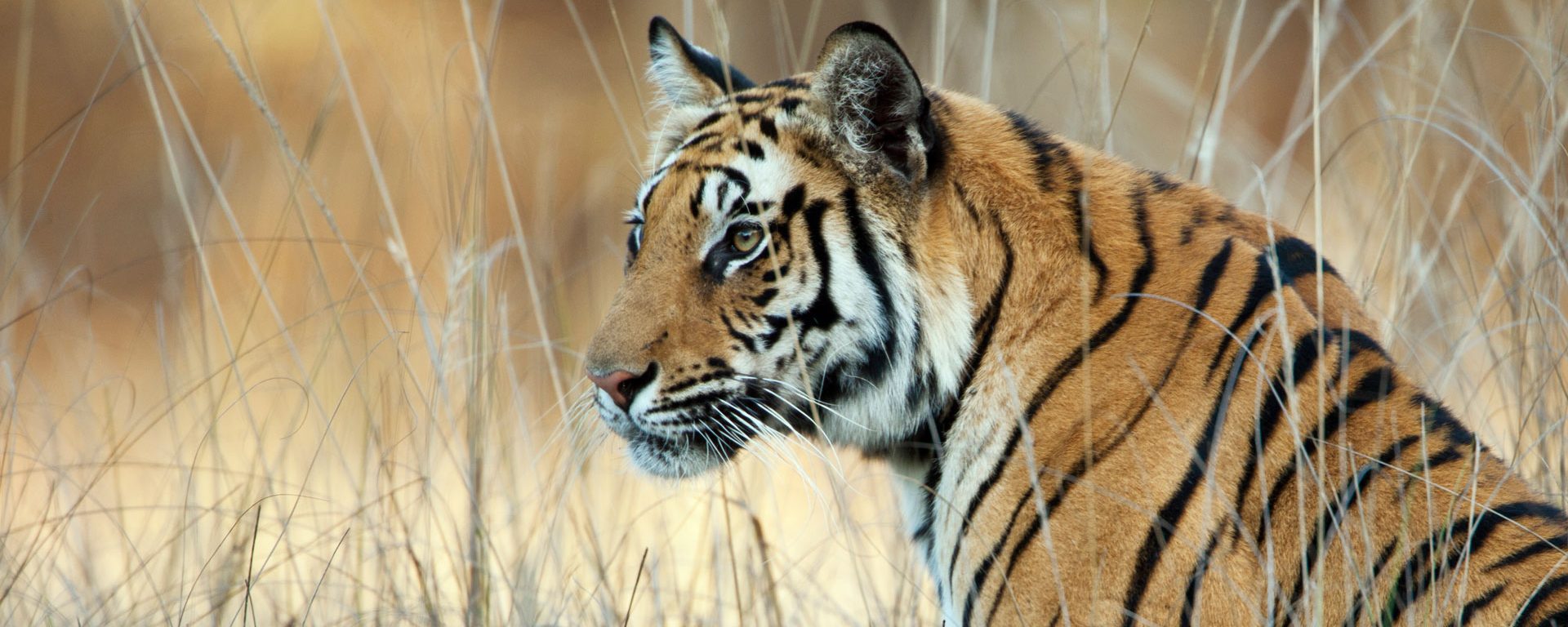 A watchful Bengal Tiger in long grass, Bandhavgarh National Park, India
