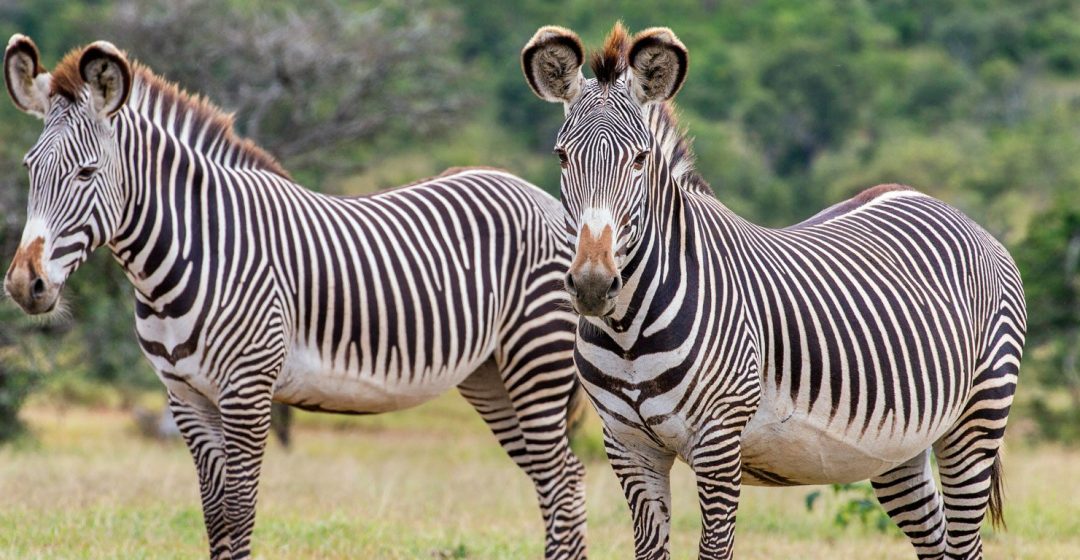 Grevy's zebras in Laikipia, Kenya