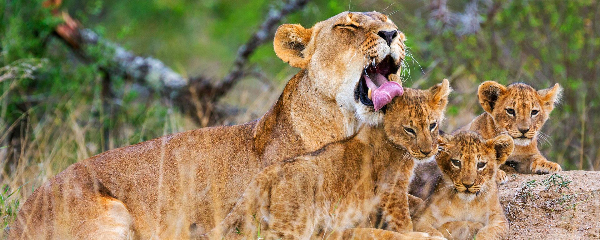 A lioness licks one of her three cubs in Laikipia, Kenya