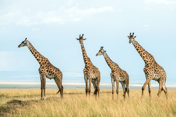 East Africa safari in Kenya at the Maasai Mara National Reserve, Maasai giraffe.