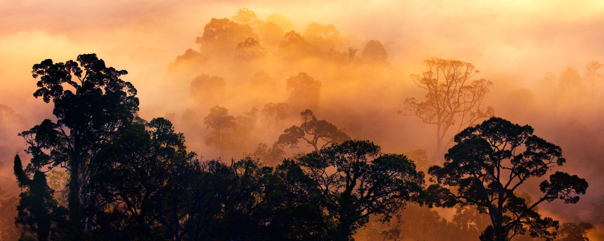 Rain forest at dawn in the Danum Valley, Borneo, Malaysia