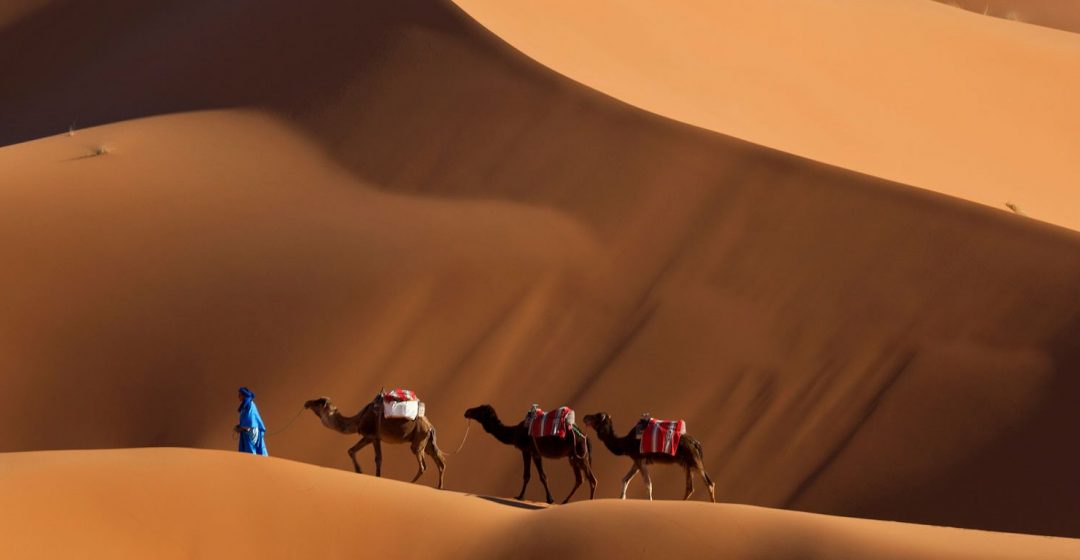 Man guiding camels across the dunes in Erg Chebbi, Morocco