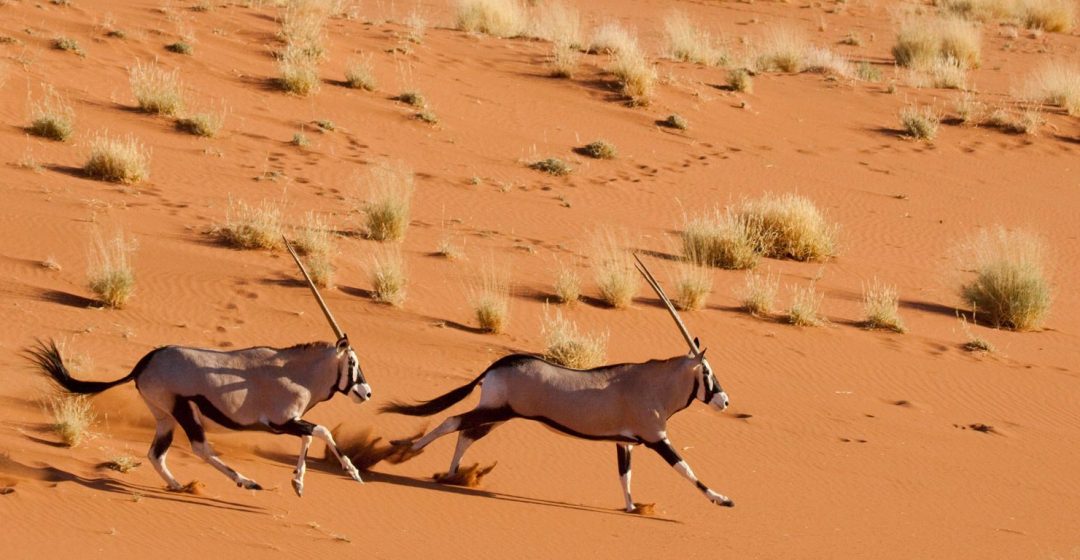 A pair of oryx running near Dead Vlei, Sossusvlei, Namibia