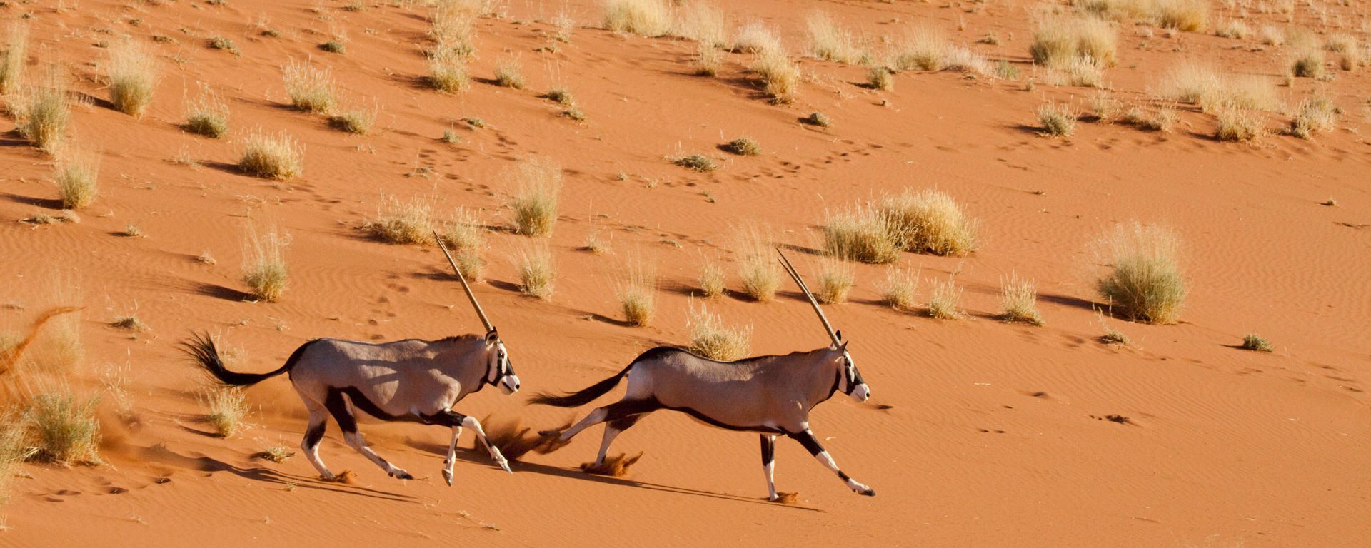 A pair of oryx running near Dead Vlei, Sossusvlei, Namibia