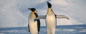 Antarctica, Emperor Penguins standing in winter