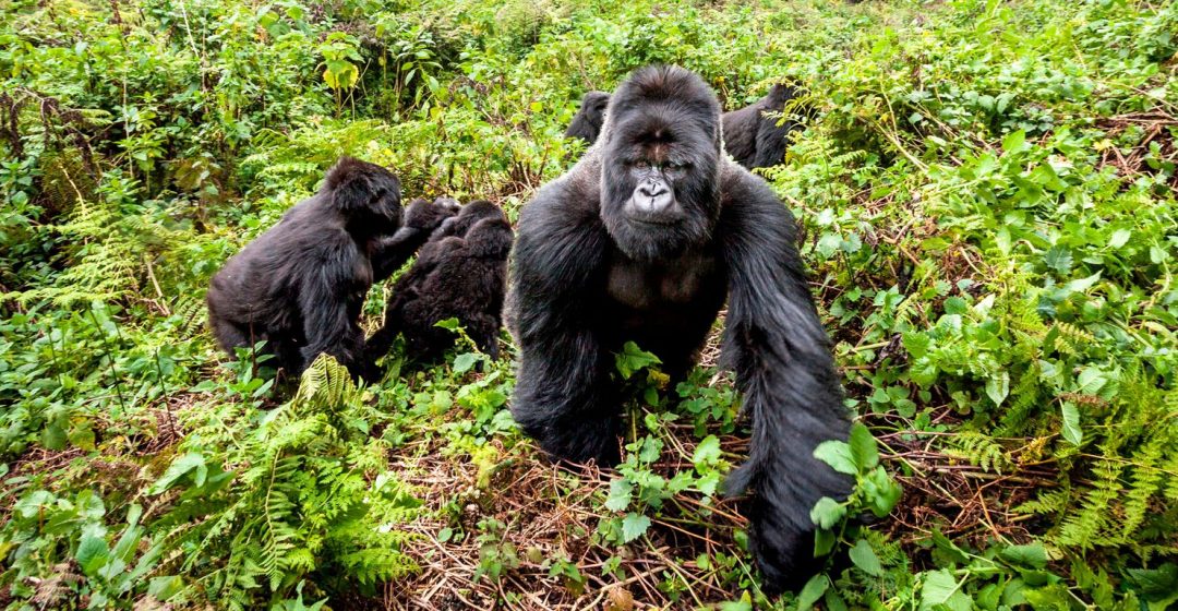 Silverback leads a group of mountain gorillas in Volcanoes National Park, Rwanda