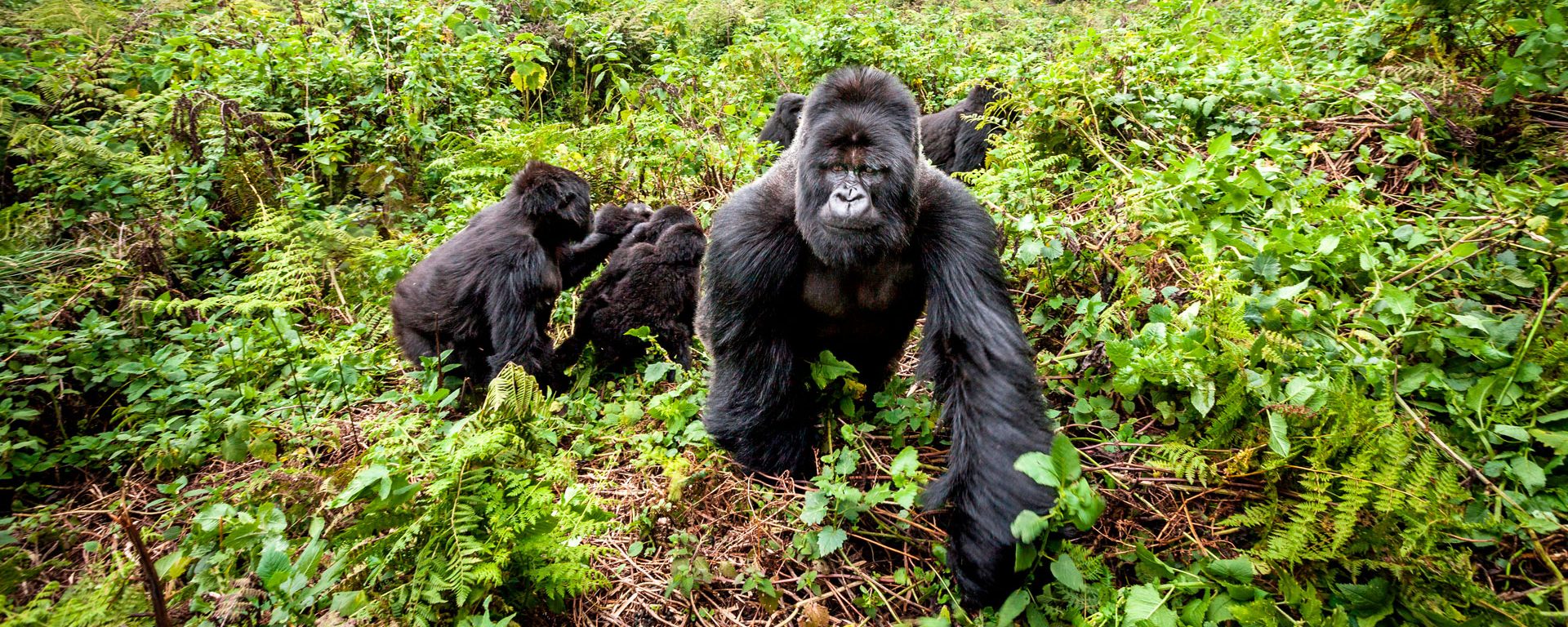 Silverback leads a group of mountain gorillas in Volcanoes National Park, Rwanda