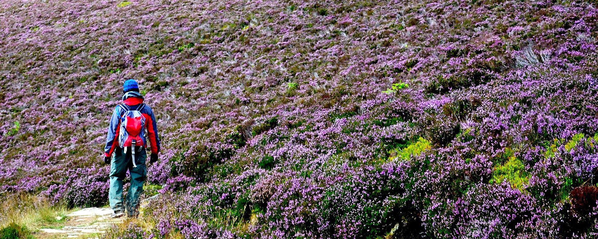 Man hiking through field of flowers in the Cairngorms, Scotland