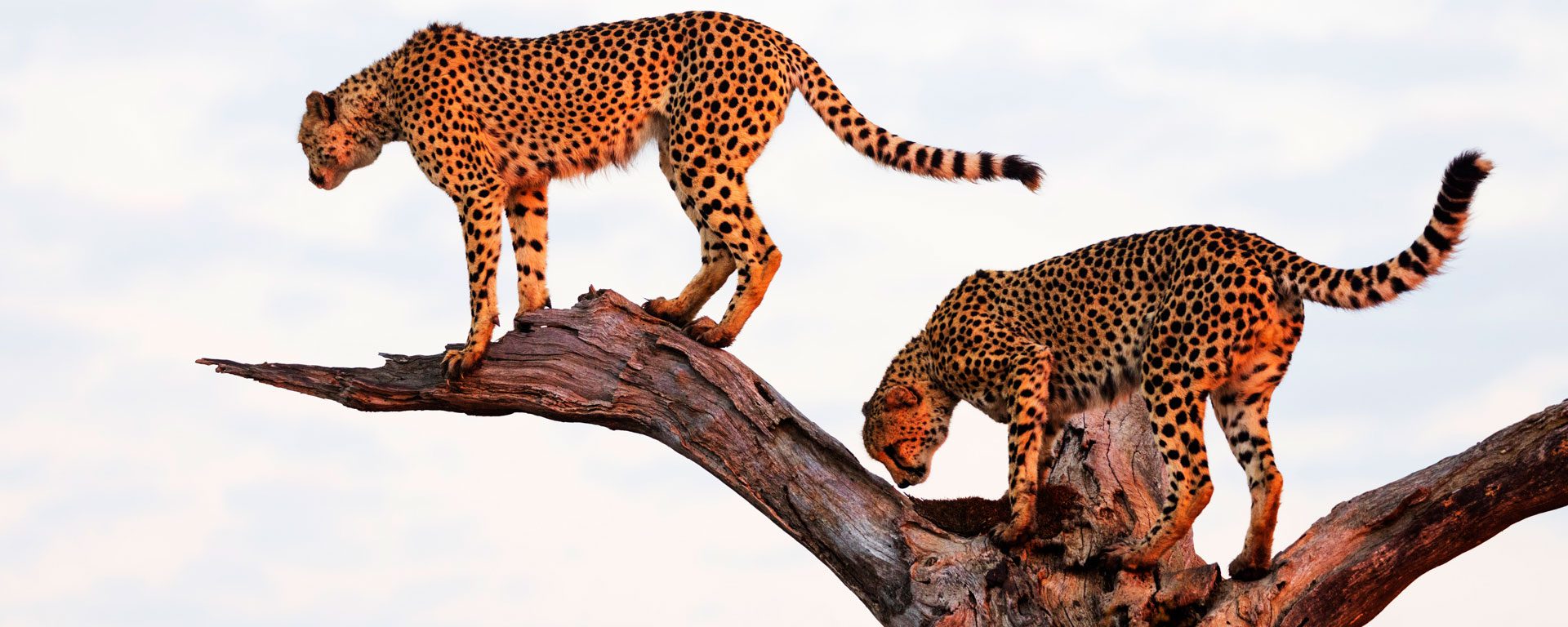 Two cheetahs perched on a tree in Kruger National Park, South Africa
