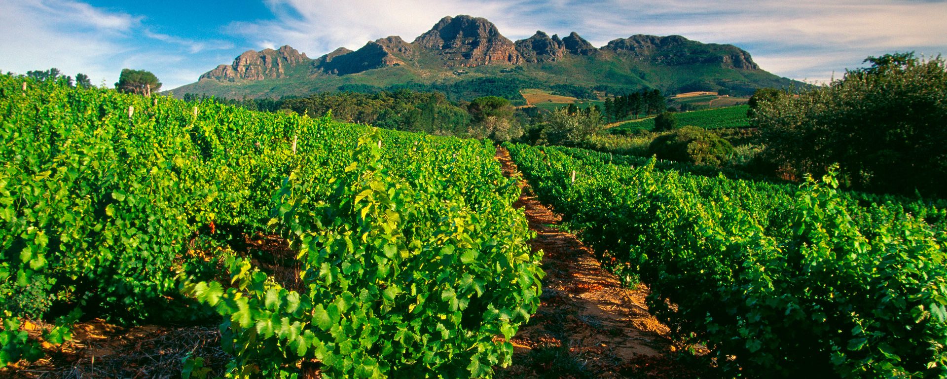 Vineyard near Stellenbosch, South Africa