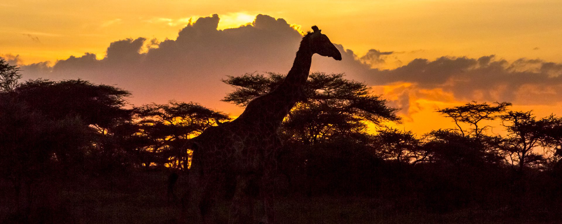 Silhouette of Maasai giraffe and acacia trees near Ngorongoro, Tanzania