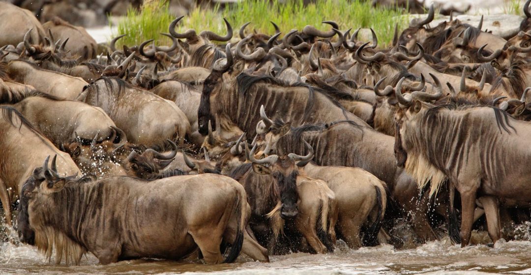 Wildebeest herd in the Serengeti, Tanzania