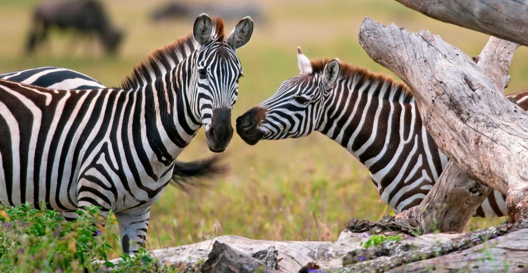 Pair of zebras in the Serengeti, Tanzania