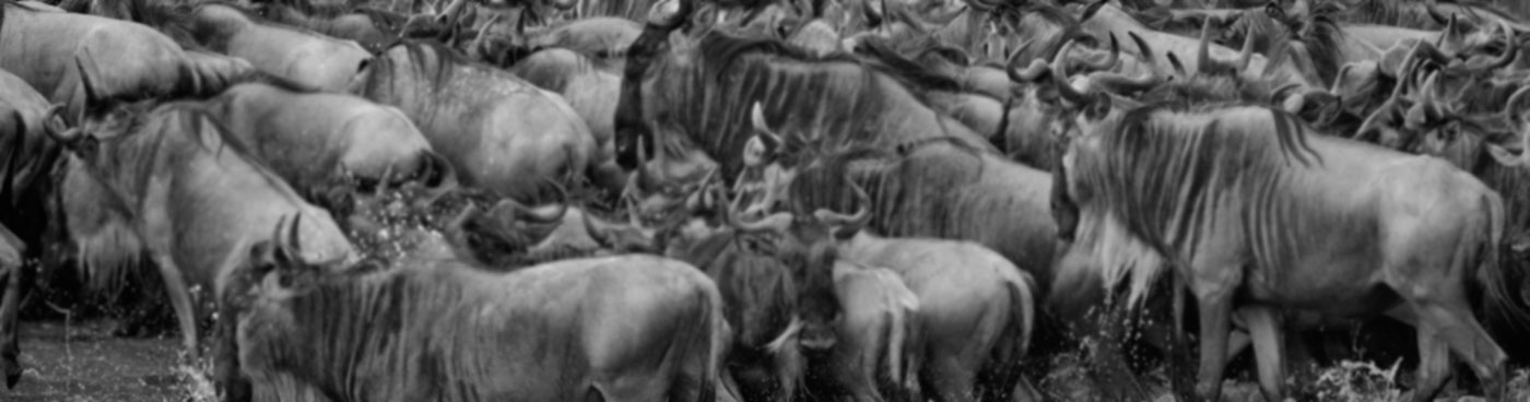 Wildebeest herd in the Serengeti, Tanzania