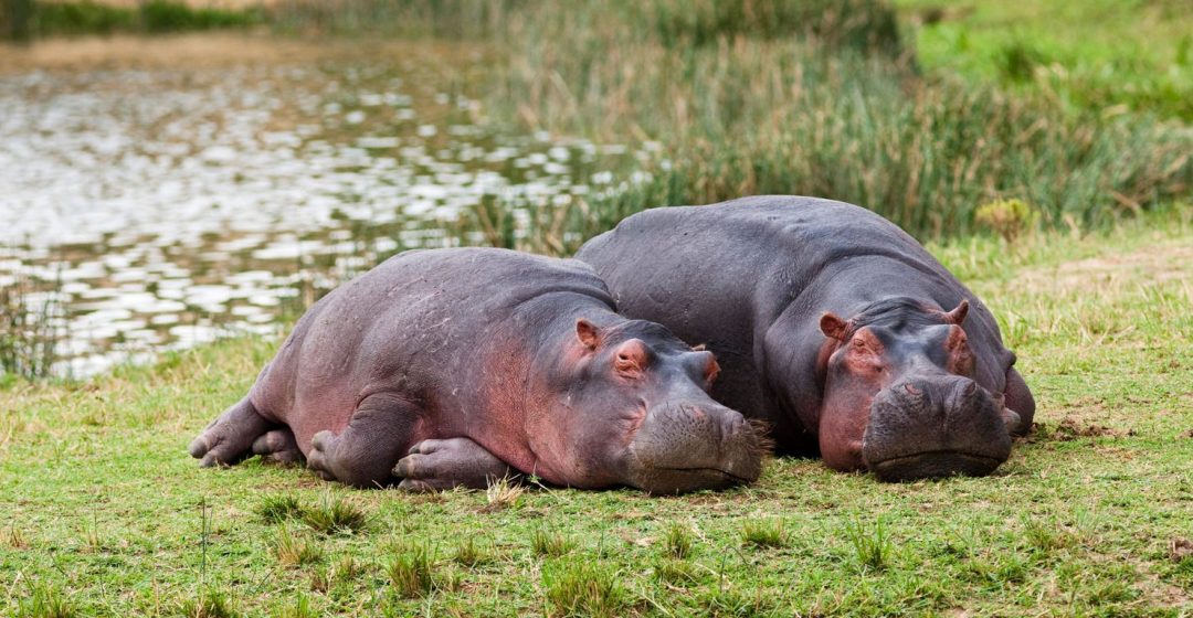 Hippopotamus laying on the shore, Queen Elizabeth National Park, Uganda