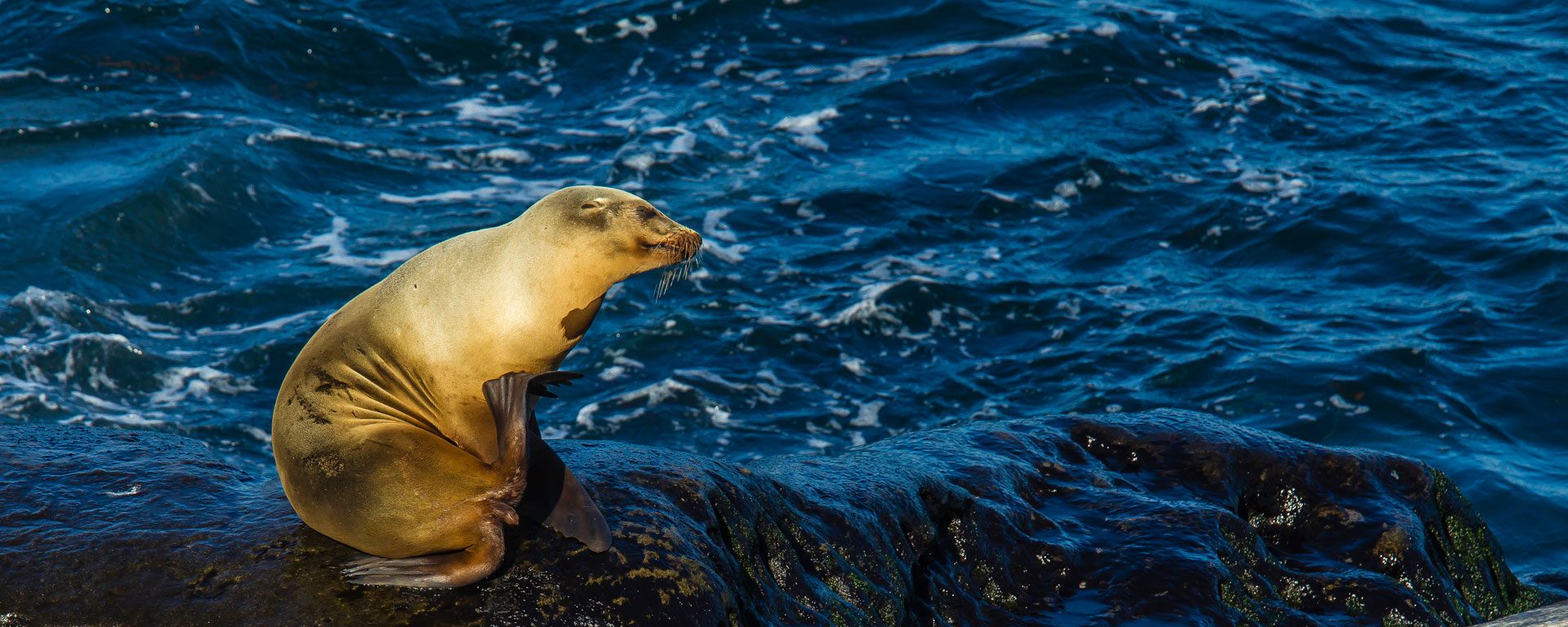Sea lions playing on rocks in the water