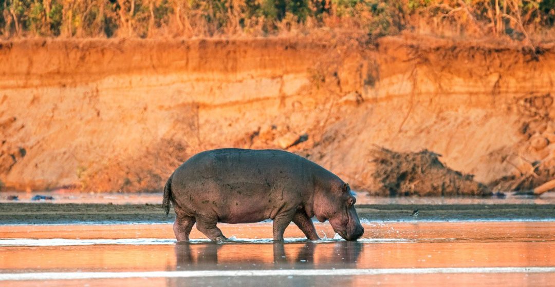 A hippo in the shallow waters of the Luangwa River at sunrise, Zambia