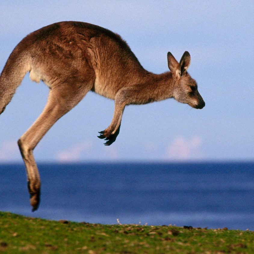 Eastern gray kangaroo jumping, Australia