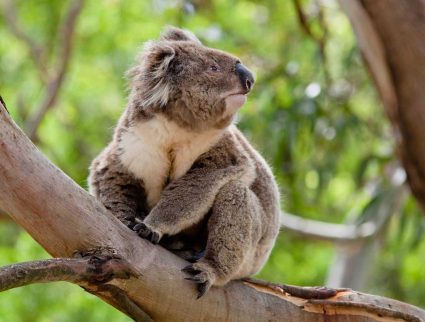 Koala in a tree, Australia