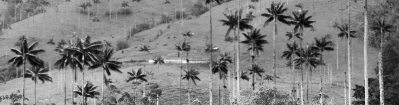 Landscape of wax palm trees in Cocora Valley, Colombia