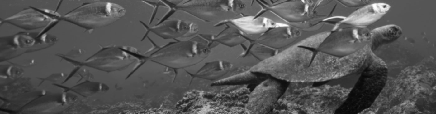 Ecuador, Galapagos Islands National Park, Wolf Island, Underwater view of Pacific Sea Turtle at fish cleaning station surrounded by Steel pompano.