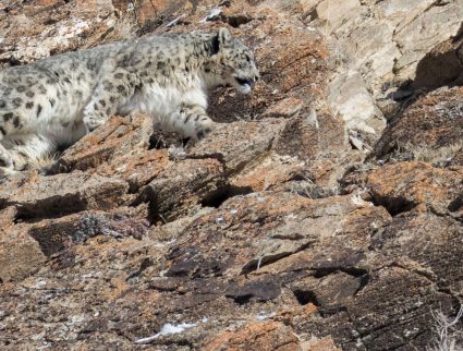 Snow leopard on rock in the Altai Mountains, Mongolia