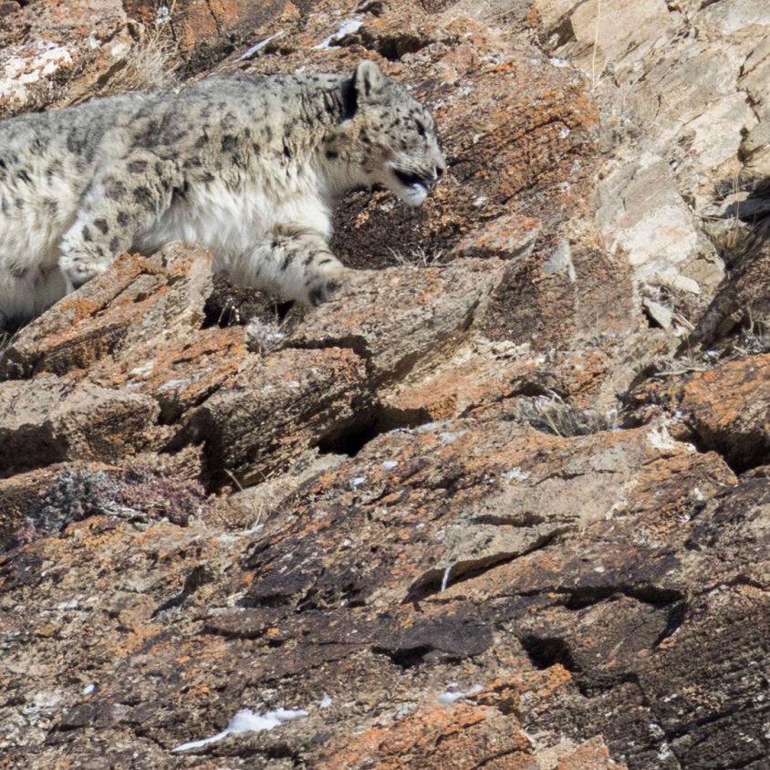 Snow leopard on rock in the Altai Mountains, Mongolia
