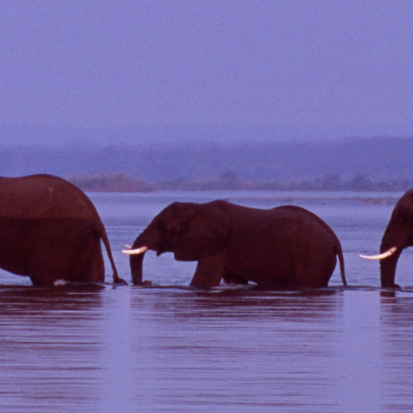 Herd of elephants cross the Zambezi River in line, Zimbabwe