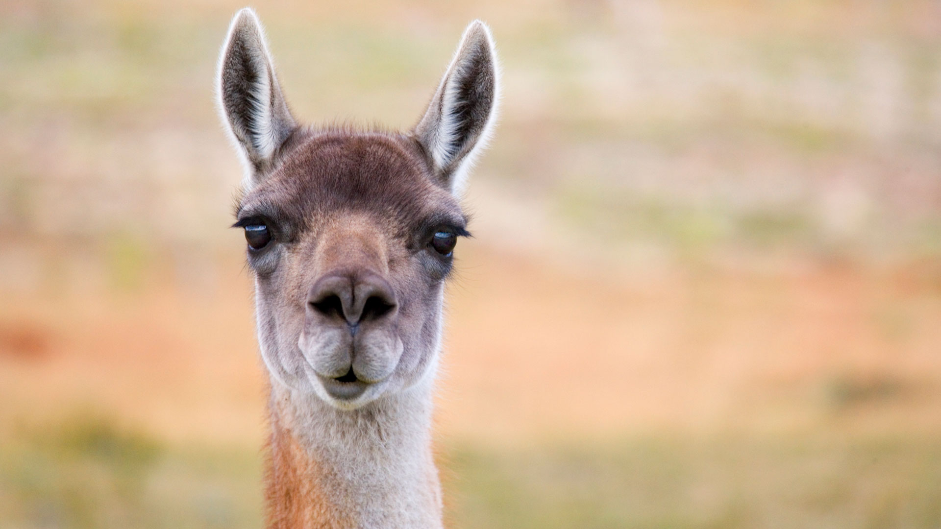 Guanaco close up in Torres del Paine, Chile