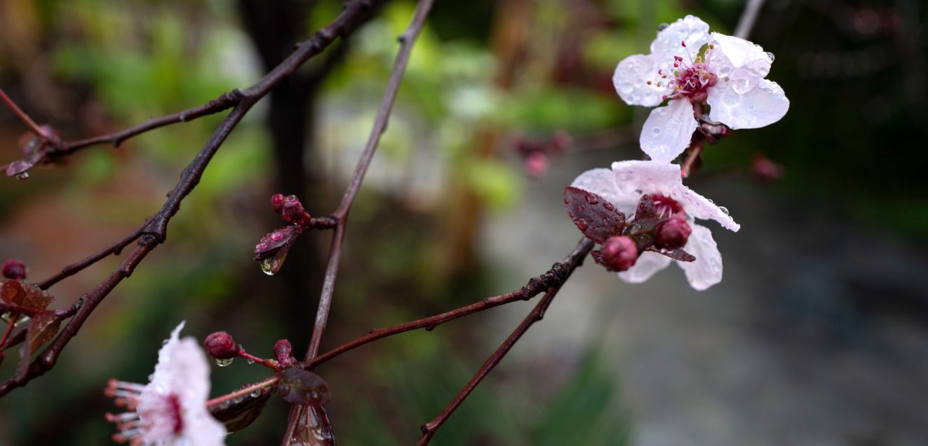 Cherry blossoms in Japan