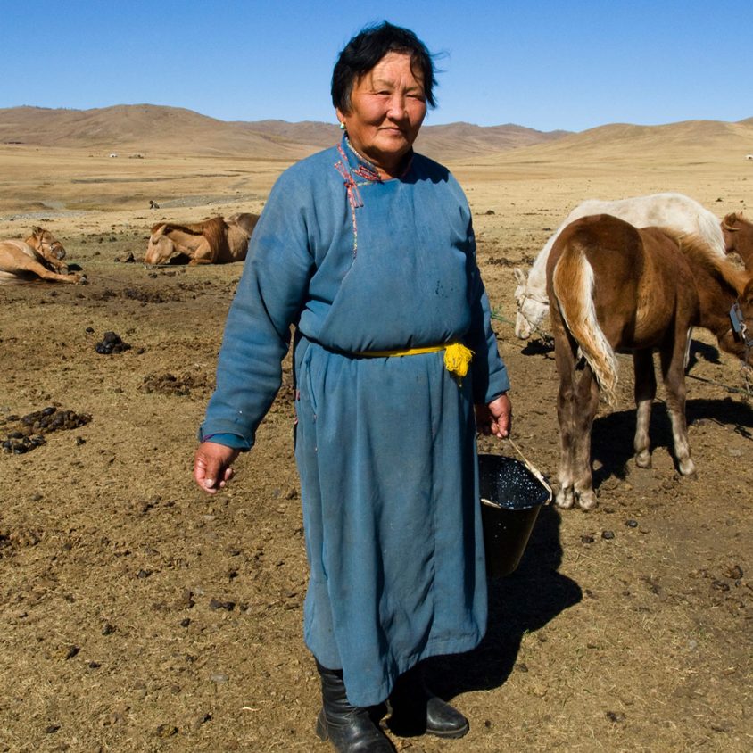 Nomad woman milking mares in Mongolia