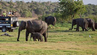 Spotting elephants in Minneriya National Park, Sri Lanka