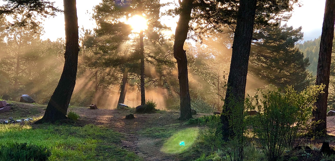 Sunlight peering through trees.