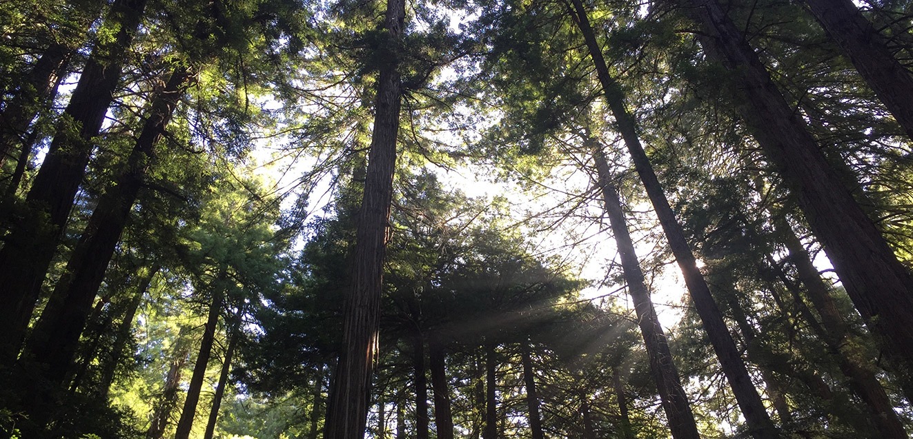 Grove of trees in Muir Woods, California