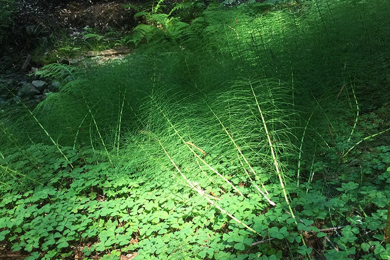 Ferns in Muir Woods, California