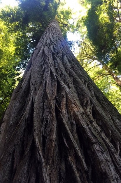 A centuries-old redwood tree in Muir Woods, California