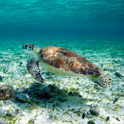 Green sea turtle underwater in Ambergris Caye, Belize