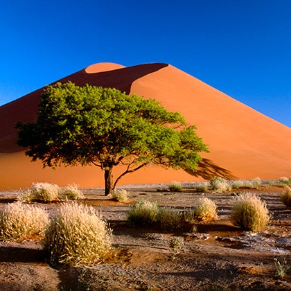 Sossusvlei dunes and vegetation in Namib-Naukluft Park, Namibia