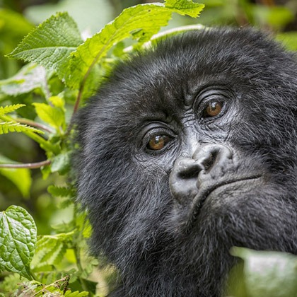 Portrait of adult mountain gorillas in Volcanoes National Park, Rwanda