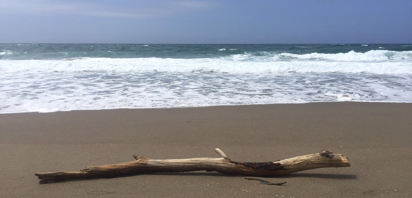 A piece of driftwood and waves at North Beach, Point Reyes