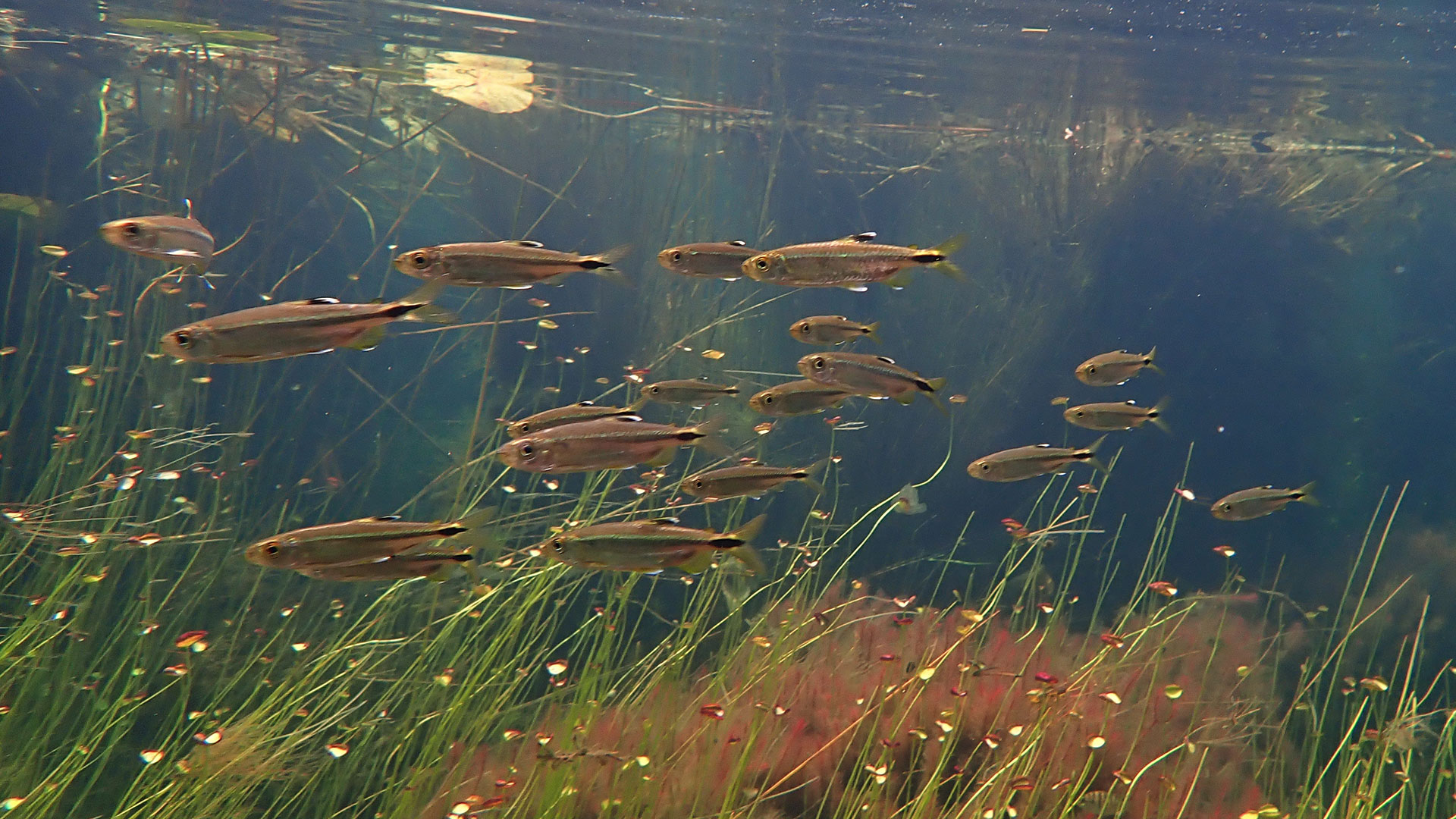 Fish in the crystal clear water of the Angolan source lakes