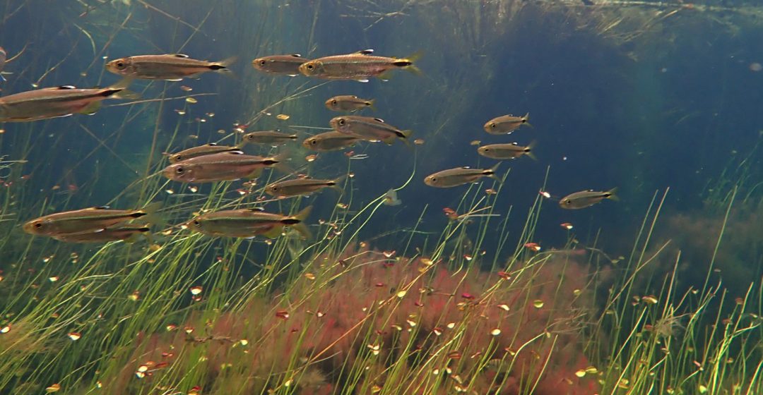 Fish in the crystal clear water of the Angolan source lakes
