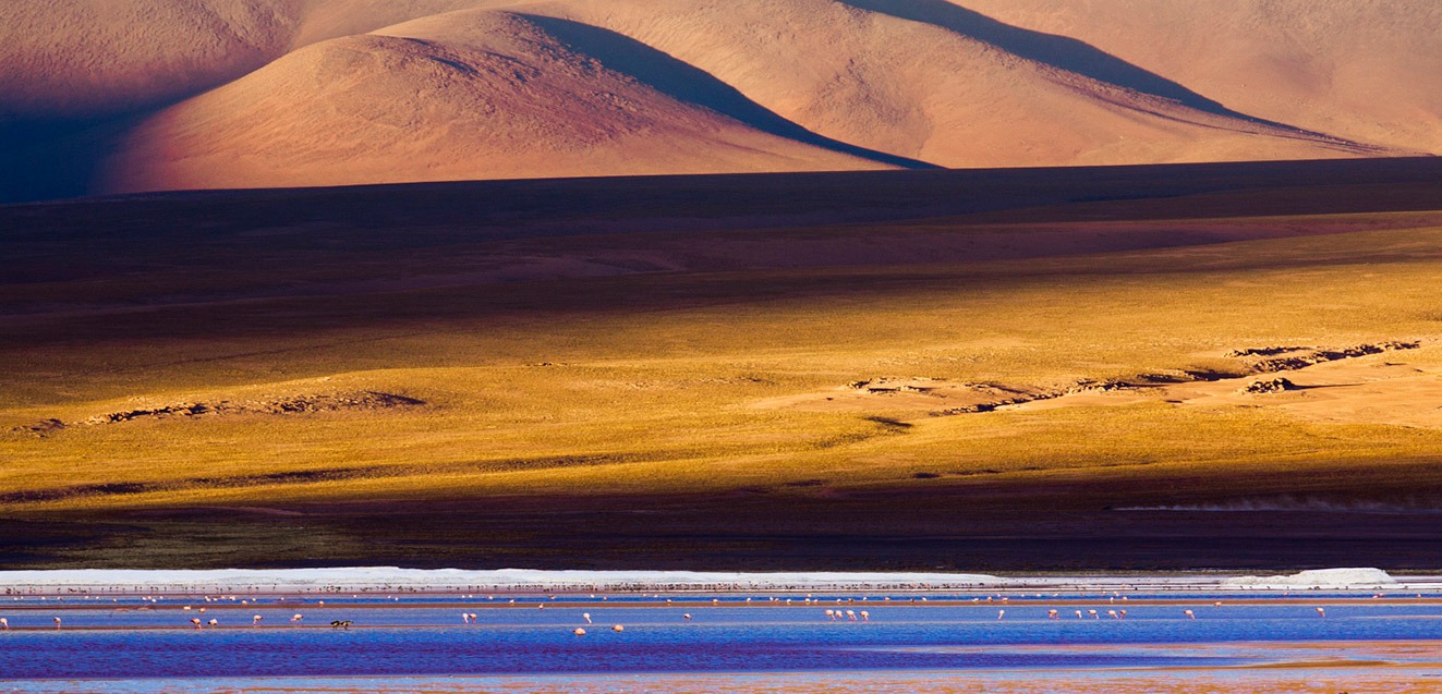 Flamingos on a lagoon in Bolivia's altiplano