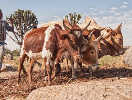 A farmer working the fields with his cattle in Eritrea