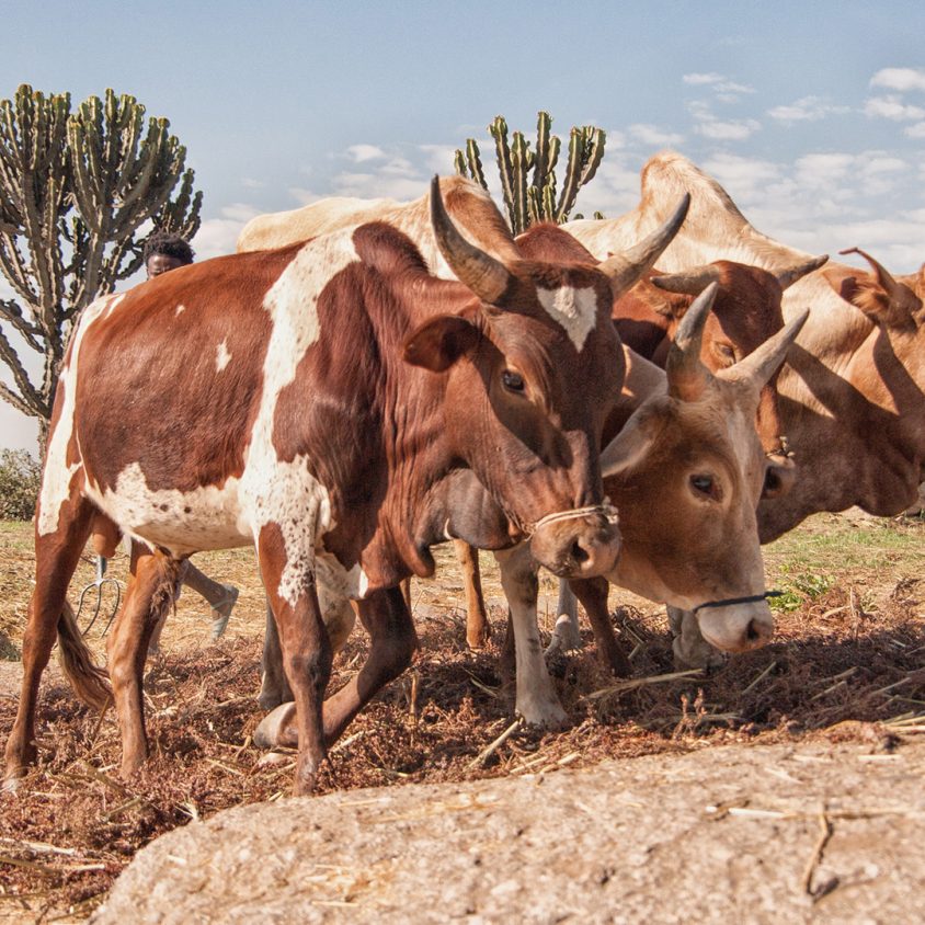 A farmer working the fields with his cattle in Eritrea