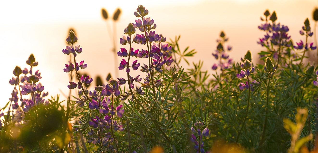 Wildflowers in bloom