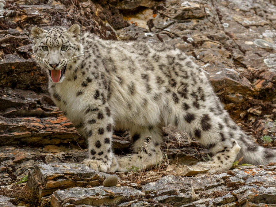 A snow leopard on the rocky slopes of of a mountain