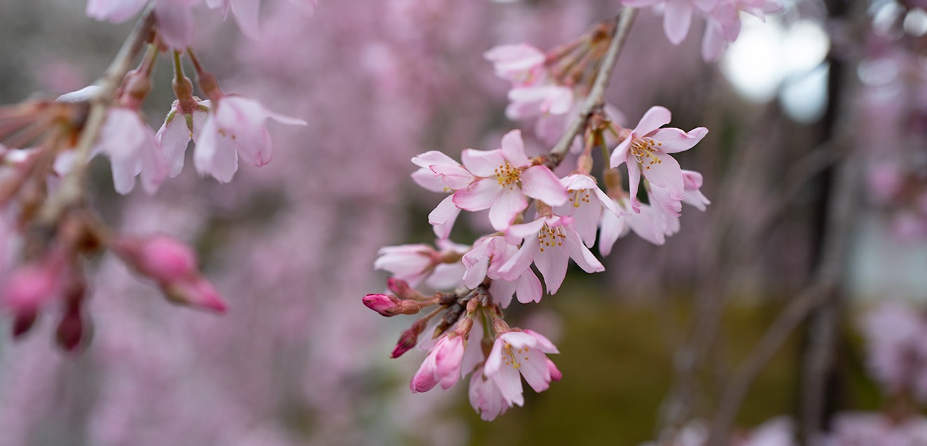 Cherry blossoms in bloom in Kyoto, Japan